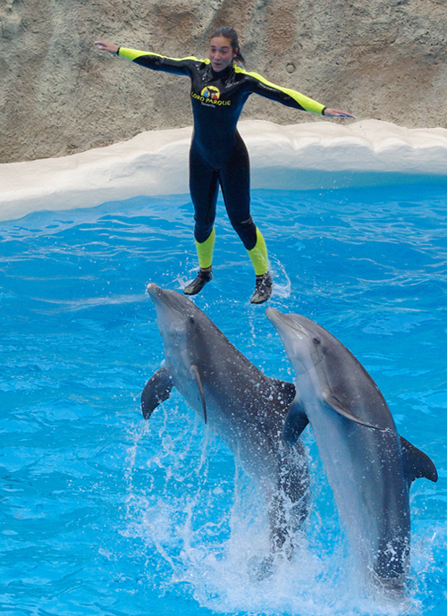 dolphin-show-2
